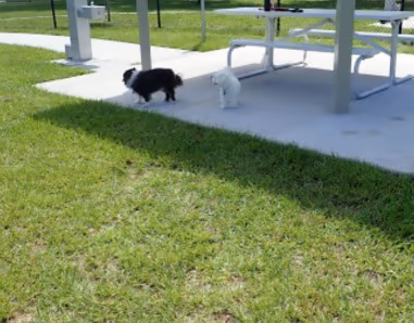 Poinciana Neighborhood Dog Park